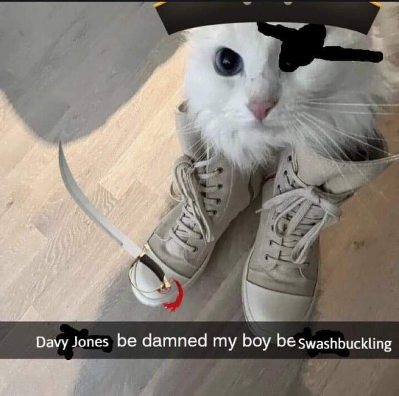 image is a cat in some shoes. superimposed is some pirate gear. "davy jones be damned my boy be swashbuckling"