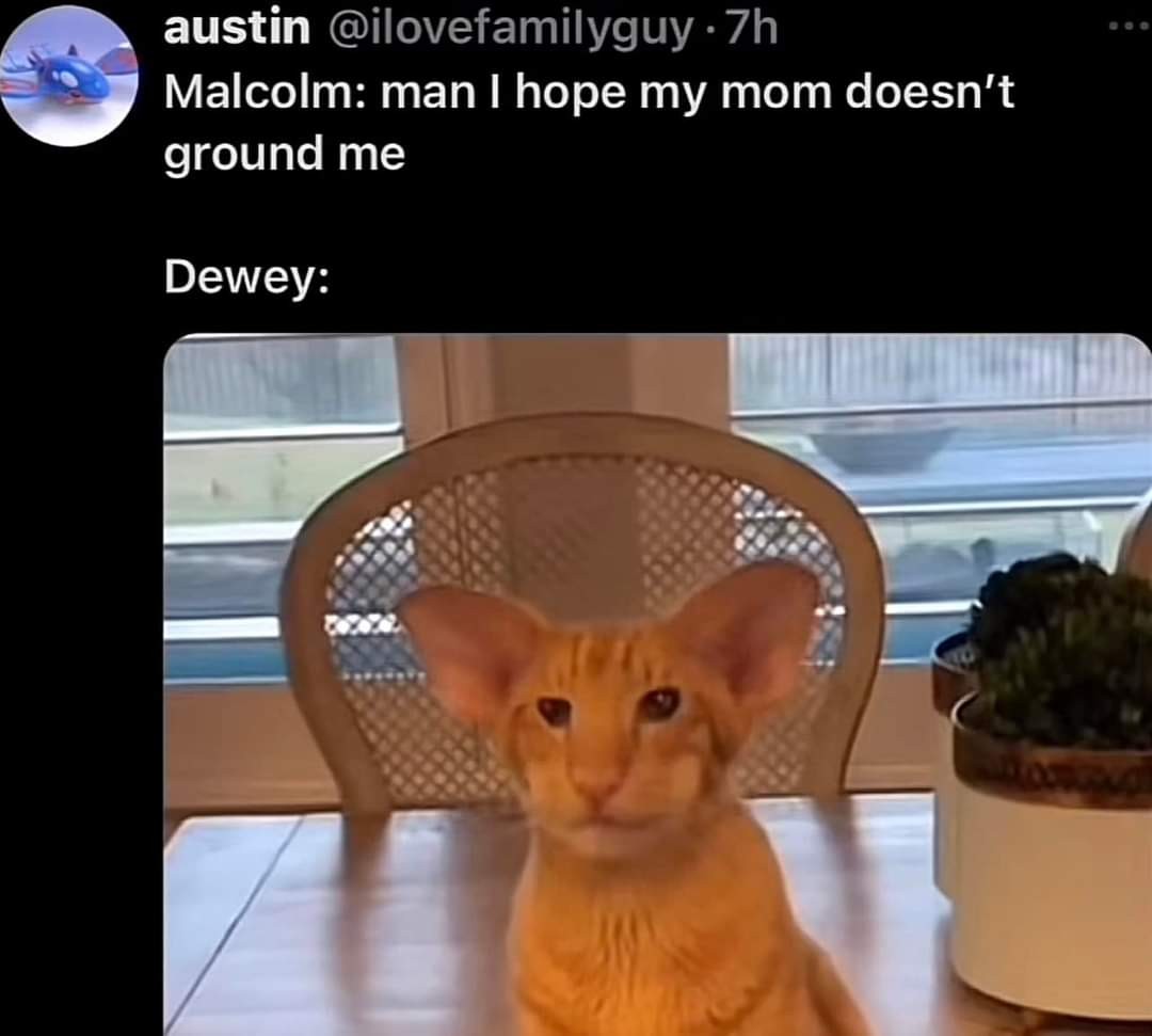 tweet. "Malcolm: man I hope my mom doesn't ground me" / "Dewey:" image of silly cat with big ears resembling dewey