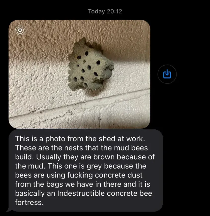 Direct message: Picture of a grey bees nest "This is a photo from the shed at work. These are the nests that the mud bees build. Usually they are brown because of the mud. This one is grey because the bees are using fucking concrete dust from the bags we have in there and it is basically an Indestructible concrete bee fortress."